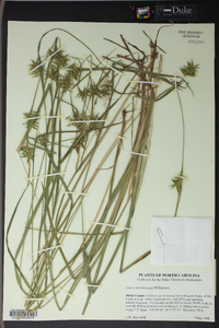 Carex lonchocarpa image