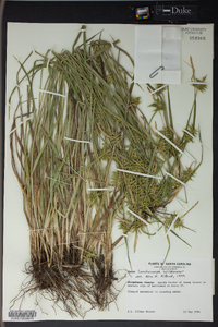 Carex lonchocarpa image