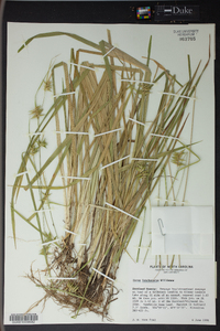 Carex lonchocarpa image