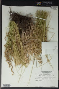 Carex longii image