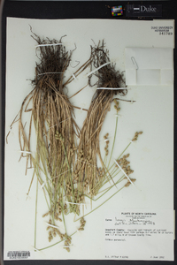 Carex longii image