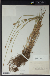 Carex longii image