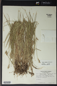 Carex longii image