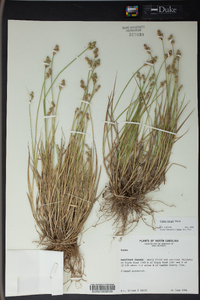 Carex longii image