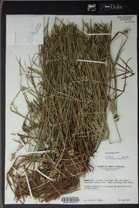 Carex longii image