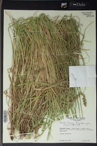 Carex longii image