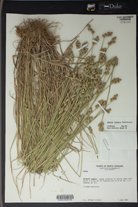 Carex longii image