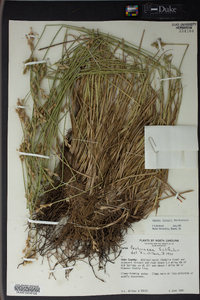 Carex longii image