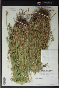 Carex longii image