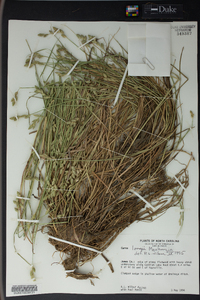 Carex longii image