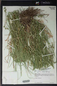 Carex longii image