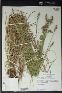 Carex longii image