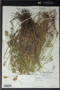 Carex longii image