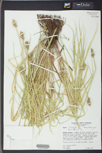 Carex longii image