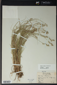 Carex longii image