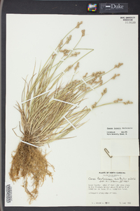 Carex longii image