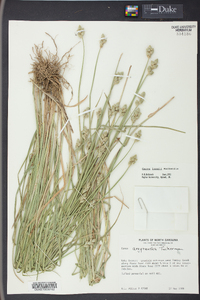 Carex longii image