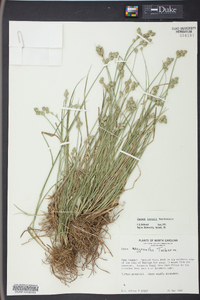 Carex longii image