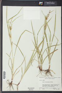 Carex louisianica image