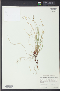 Carex lucorum image