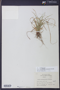 Carex nigromarginata image