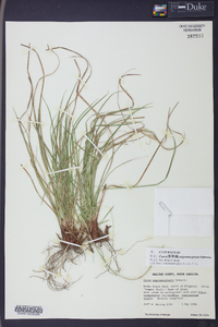 Carex nigromarginata image