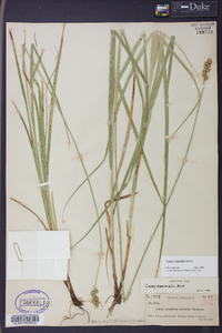 Carex normalis image