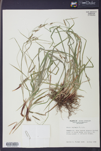 Carex oxylepis image