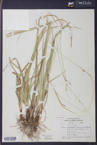 Carex oxylepis image