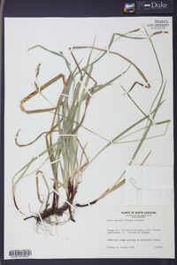 Carex oxylepis image