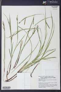 Carex oxylepis image