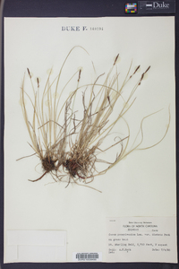 Carex pensylvanica var. distans image