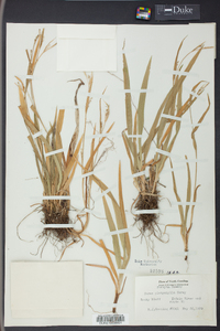 Carex platyphylla image