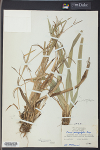 Carex platyphylla image