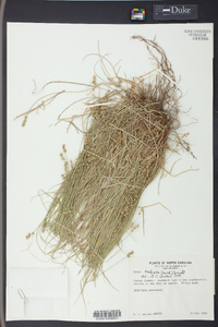 Carex radiata image