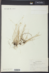 Carex radiata image