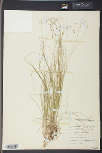 Carex radiata image