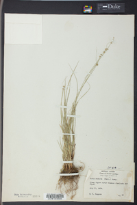 Carex radiata image