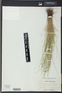 Carex radiata image