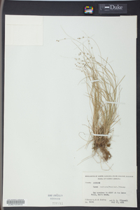 Carex radiata image