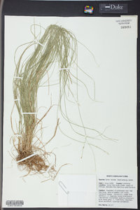 Carex radiata image