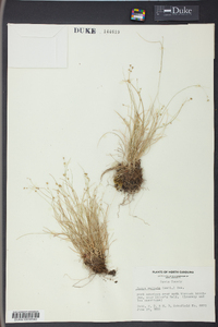 Carex radiata image