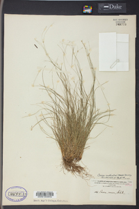 Carex radiata image