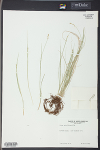 Carex retroflexa image