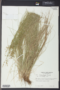 Carex retroflexa image