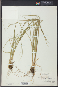 Carex ruthii image