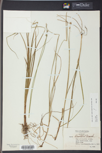 Carex ruthii image