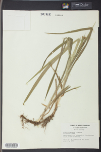 Carex scabrata image