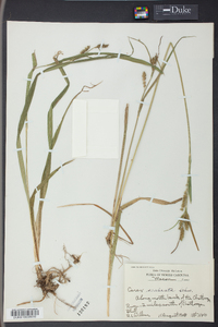 Carex scabrata image