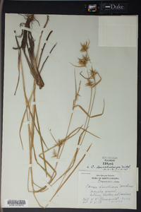 Carex scabrata image